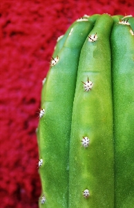 Foto Cacto
 plantar fruta textura