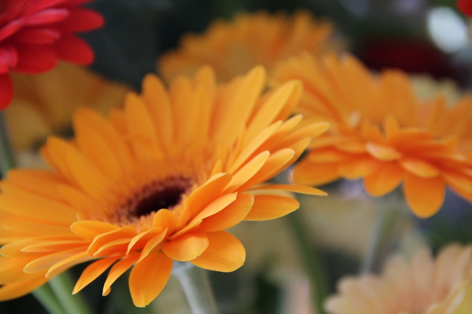 Anlage blume blütenblatt orange