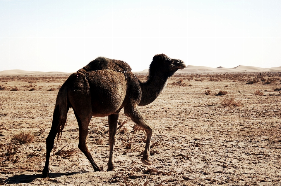 Landscape nature sand desert