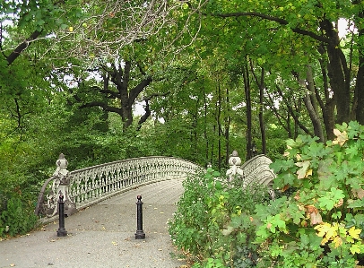 Tree forest trail bridge Photo