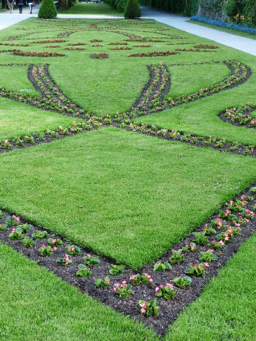 Grass plant field lawn