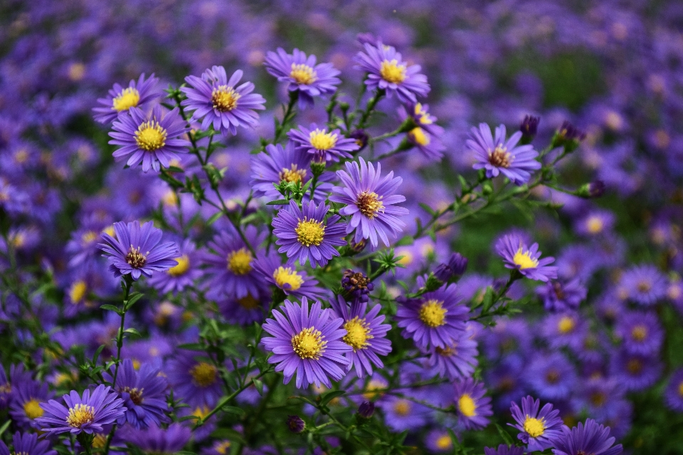 Blüte wachstum anlage feld