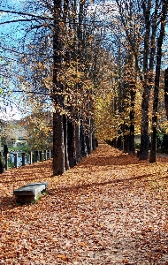 Foto Paisagem árvore natureza floresta