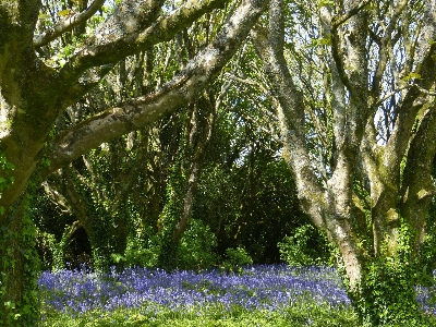 Tree forest branch blossom Photo