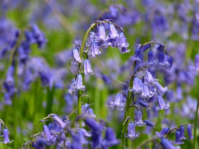 Plant meadow flower bloom Photo