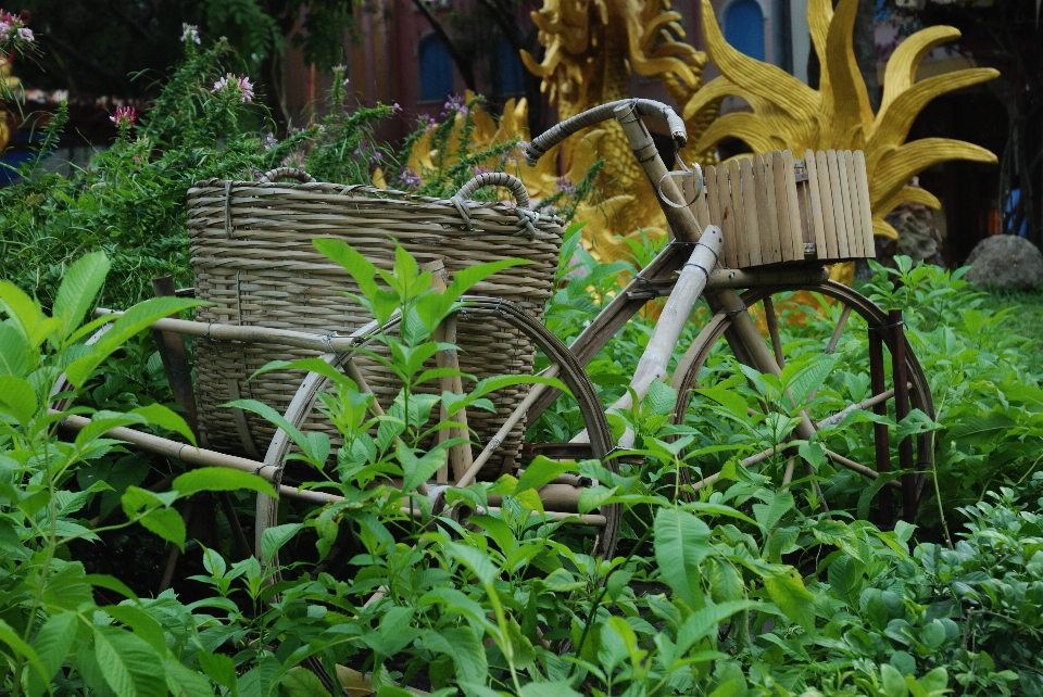 Alam hutan rumput tanaman