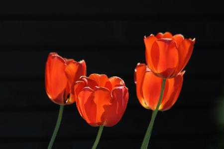 Nature plant flower petal Photo