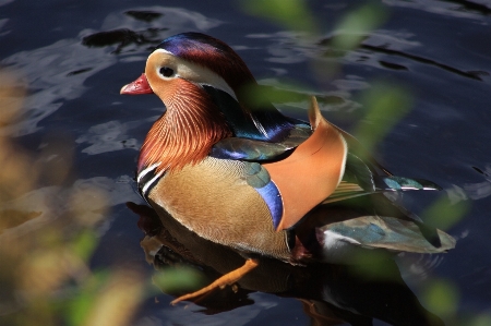 Water nature bird wing Photo