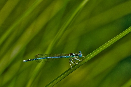 Photo Nature herbe aile la photographie