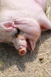 Foto Azienda agricola animale mammifero fauna