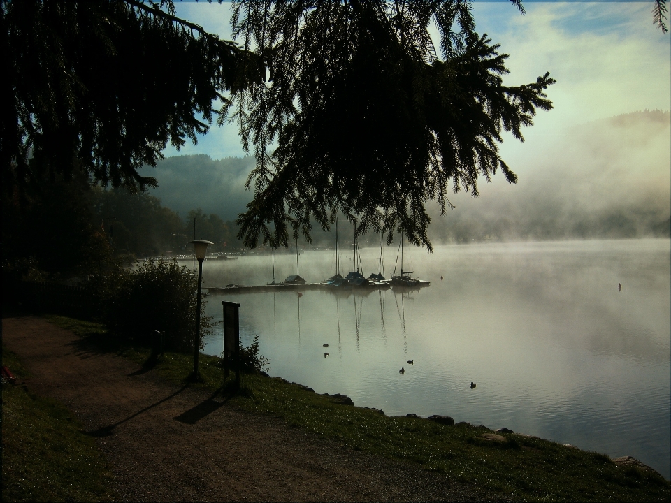 Paisaje árbol agua naturaleza