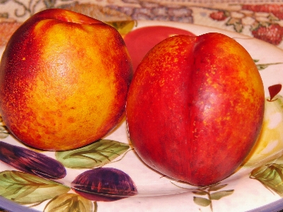 Apple nature plant fruit Photo