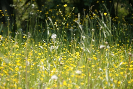 Nature grass blossom plant Photo