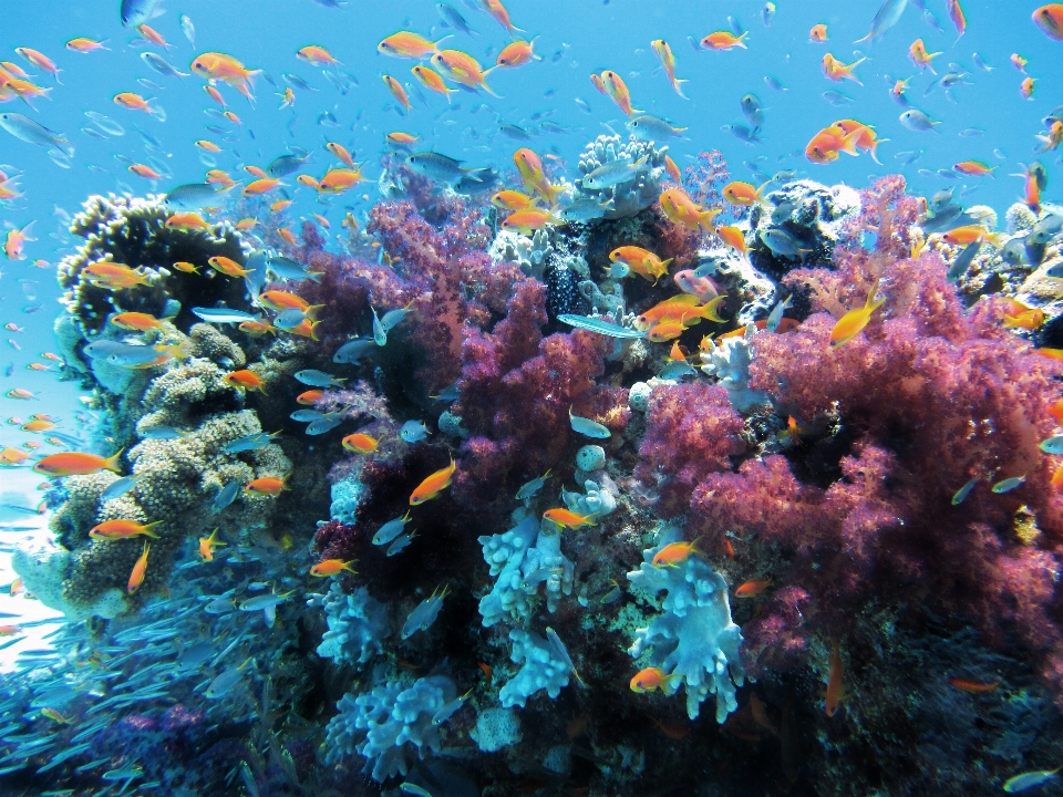 Mer nature sous-marin la biologie