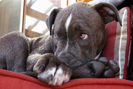 Welpe hund tier eckzahn
 Foto