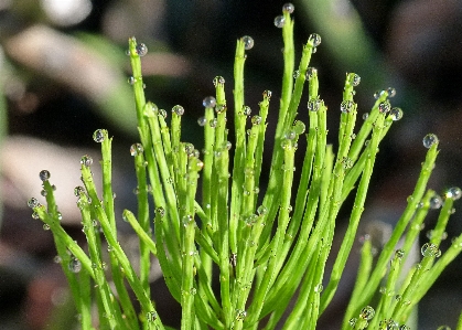 Nature grass plant lawn Photo