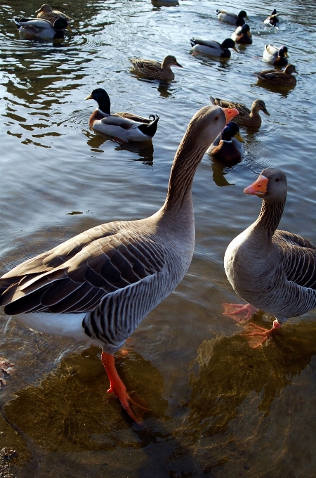 Landschaft wasser natur vogel