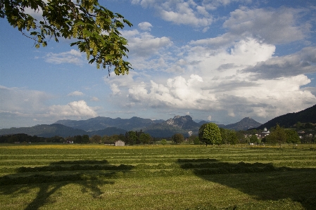 Landscape tree nature grass Photo