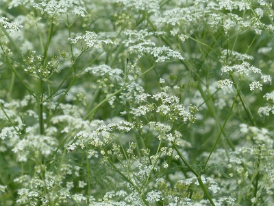 Blossom plant white field Photo