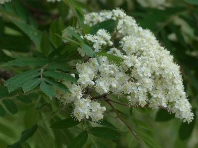 Tree branch blossom plant Photo