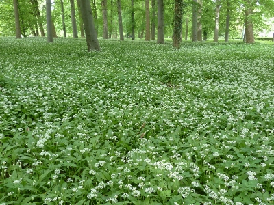 森 植物 白 分野 写真