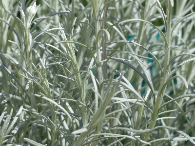 草 植物 花 霜 写真