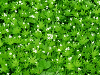 Grass blossom plant white Photo