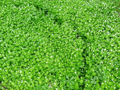 Path grass blossom plant Photo