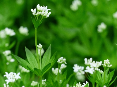 Nature grass blossom plant Photo