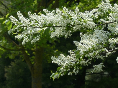 Tree branch blossom plant Photo