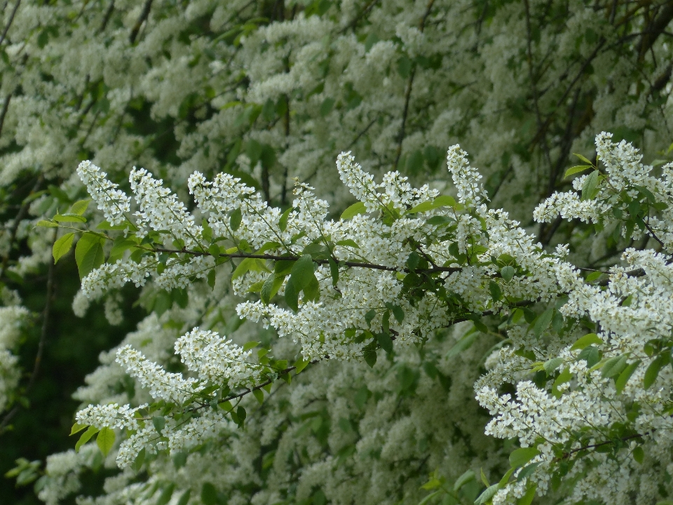 Tree branch blossom plant