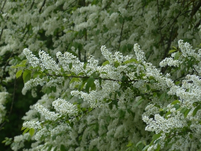 Tree branch blossom plant Photo