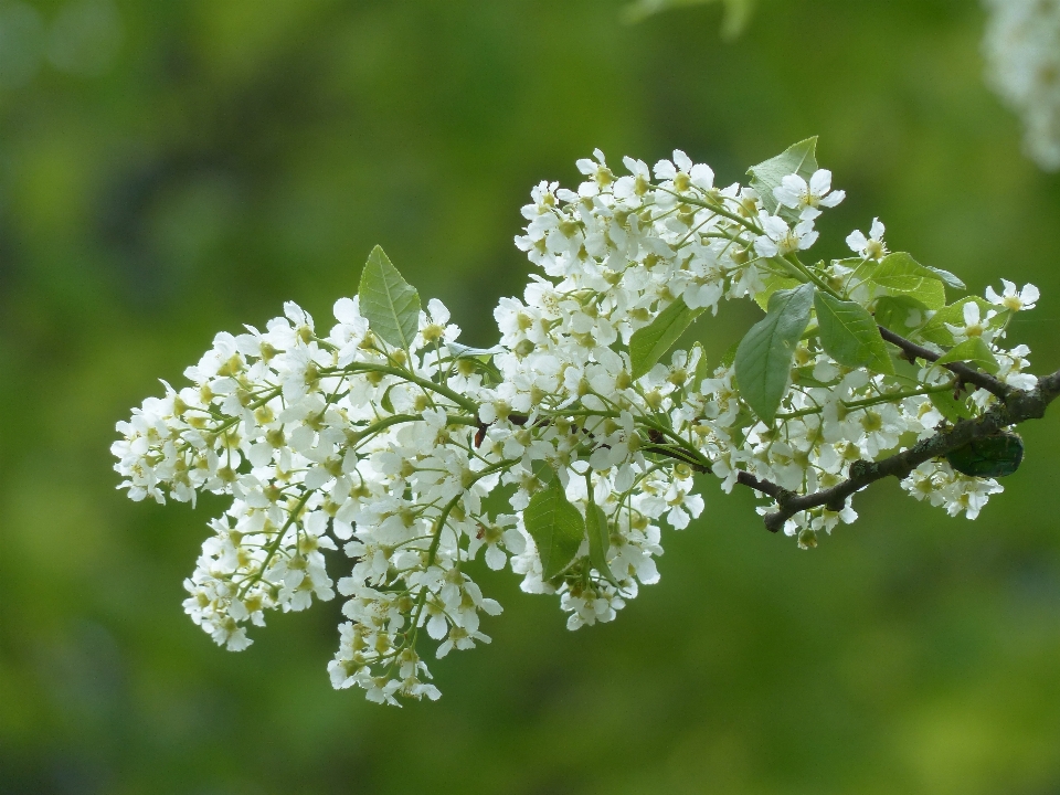 Arbre nature bifurquer fleurir