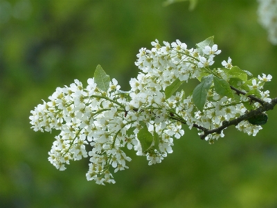 Tree nature branch blossom Photo