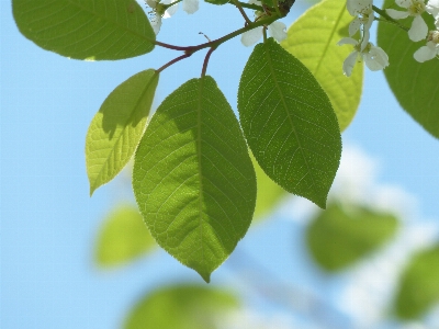 Tree branch plant white Photo