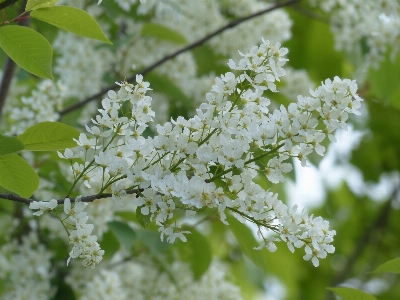 Tree branch blossom plant Photo