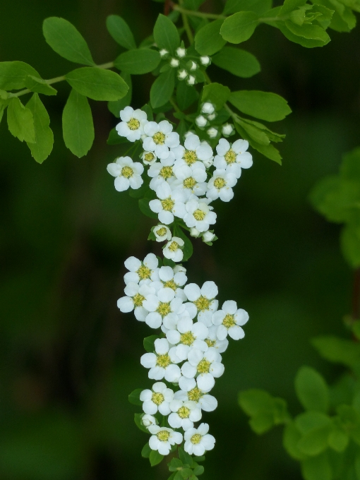 开花 植物 白色的 花