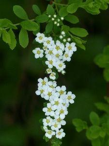 Blossom plant white flower Photo