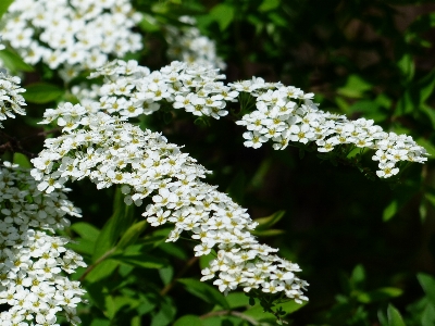 Blossom plant white flower Photo