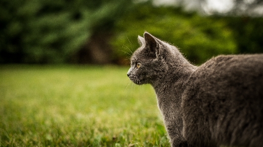 Nature grass flower animal Photo