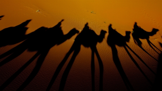 Sand silhouette wing sun Photo