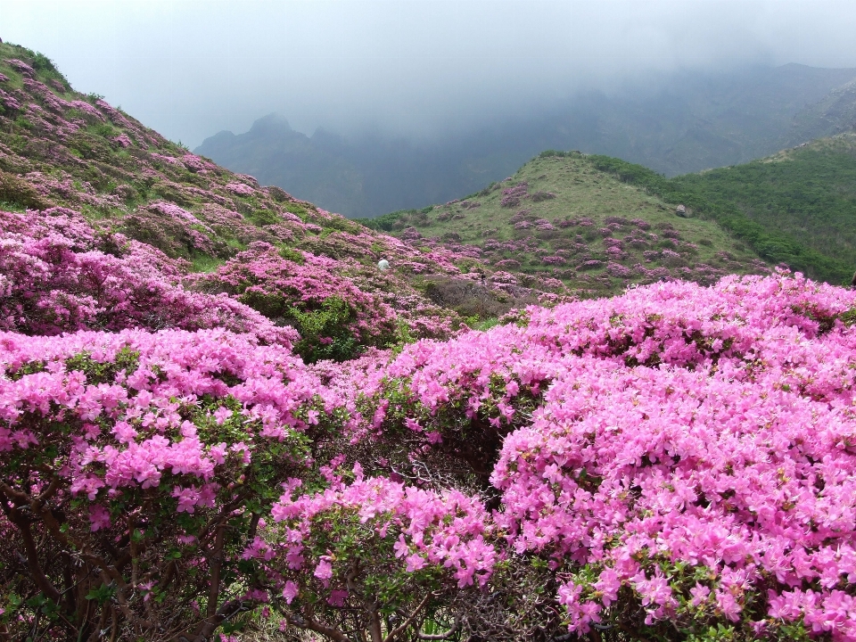 Blossom plant flower botany