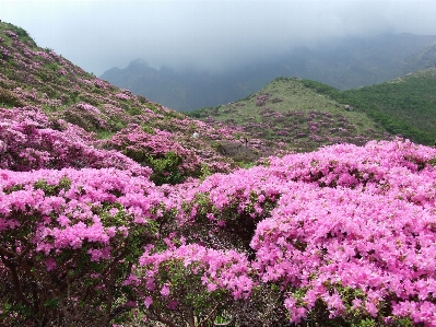 Blossom plant flower botany Photo