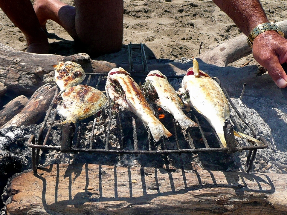 Pájaro alimento pesca mariscos