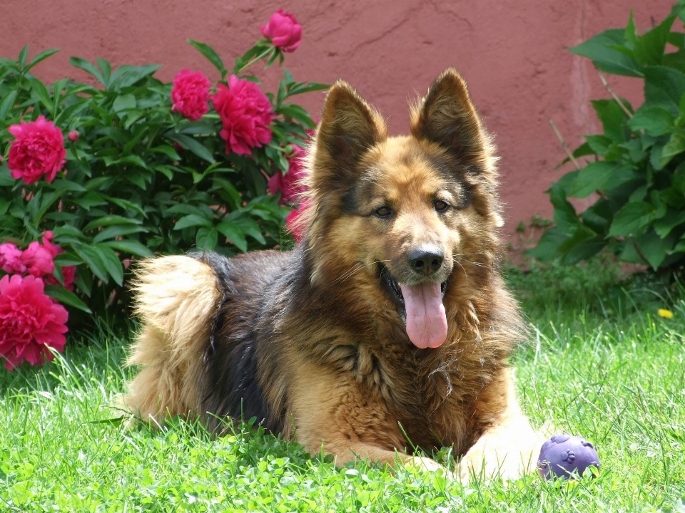 Erba cane rosa mammifero