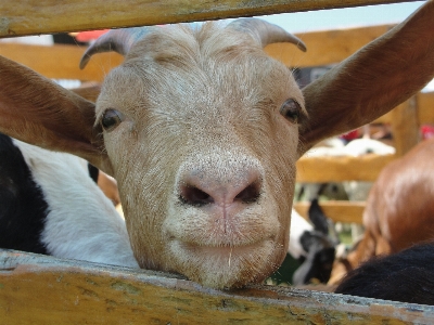 Fence hair farm kid Photo