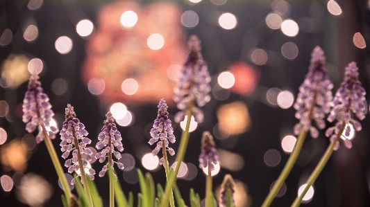 Foto Leggero pianta fiore primavera