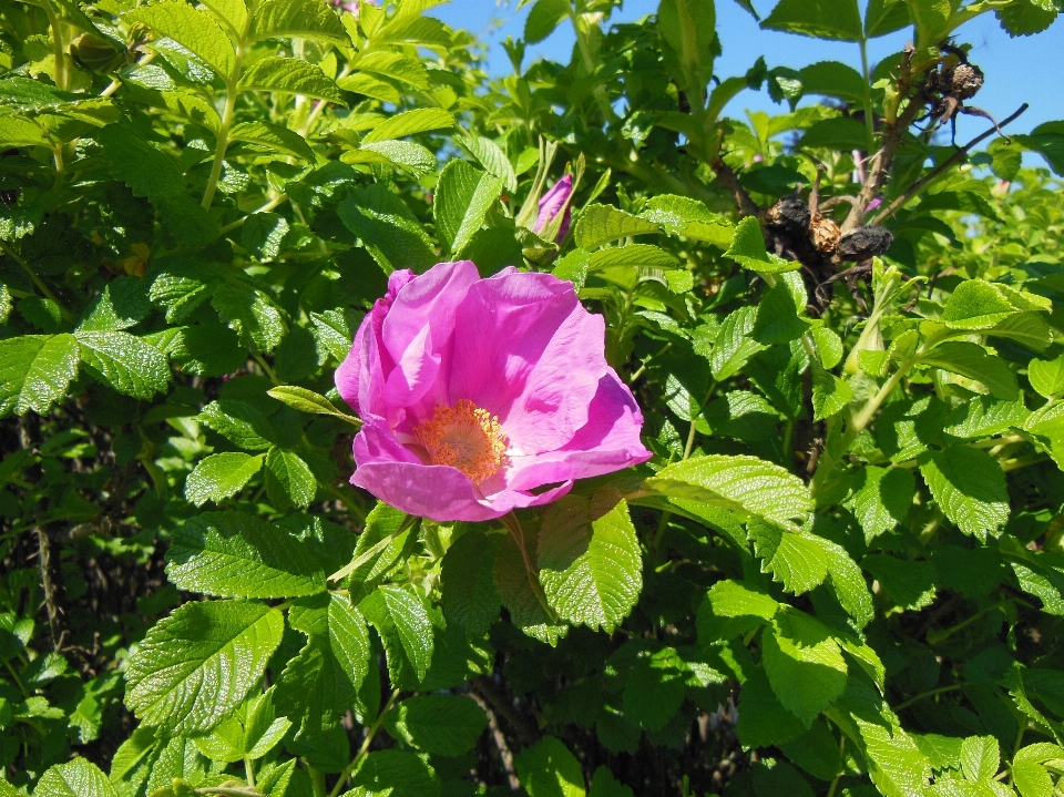 Natureza florescer plantar luz do sol