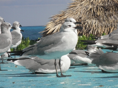 Beach ocean bird coastal Photo