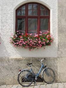 Wheel flower window bicycle Photo